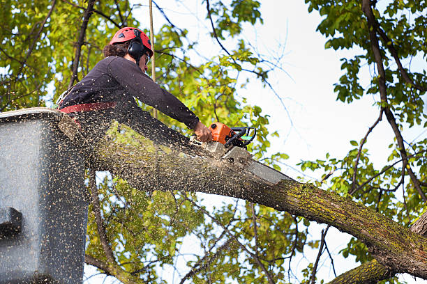 Best Local Tree Services  in Childersburg, AL